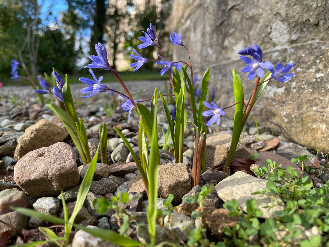 Chionodoxa in gravel